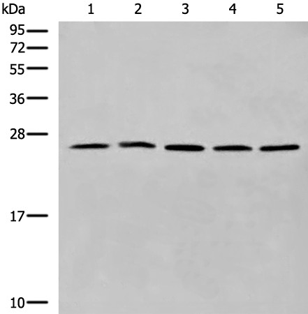 Anti-CYB5D1 Rabbit Polyclonal Antibody