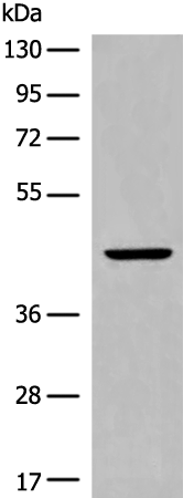 Anti-CYSLTR2 Rabbit Polyclonal Antibody