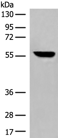 Anti-Cytochrome P450 3A5 Rabbit Polyclonal Antibody