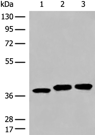 Anti-DCUN1D3 Rabbit Polyclonal Antibody