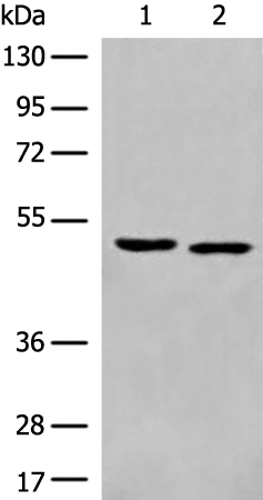 Anti-ALX4 Rabbit Polyclonal Antibody