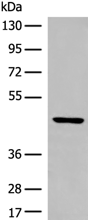 Anti-Deptor Rabbit Polyclonal Antibody