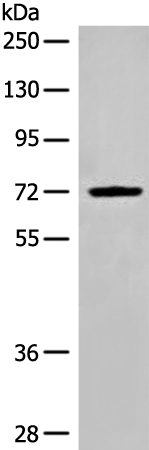 Anti-DLL1 Rabbit Polyclonal Antibody