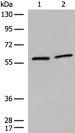 Anti-DMAP1 Rabbit Polyclonal Antibody