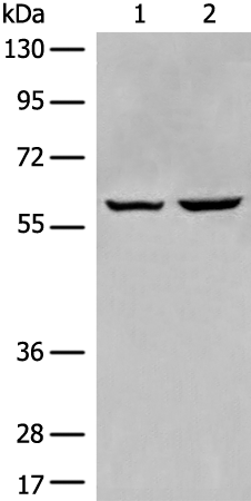 Anti-EBF2 Rabbit Polyclonal Antibody