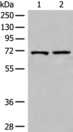 Anti-EEPD1 Rabbit Polyclonal Antibody