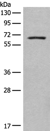 Anti-EHD3 Rabbit Polyclonal Antibody