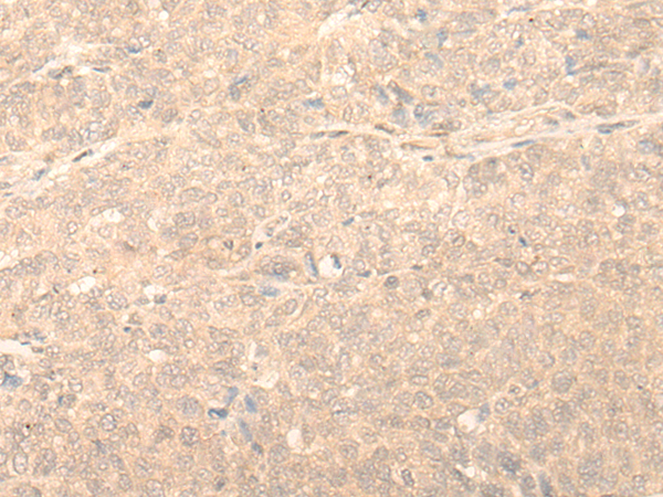 Anti-MRI1 Rabbit Polyclonal Antibody