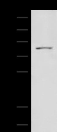 Anti-ELMO2 Rabbit Polyclonal Antibody
