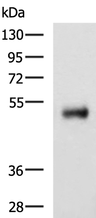 Anti-METTL17 Rabbit Polyclonal Antibody