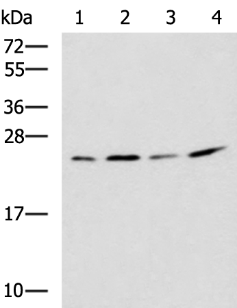 Anti-MOB3B Rabbit Polyclonal Antibody