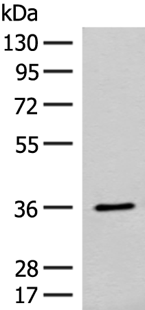 Anti-LRATD1 Rabbit Polyclonal Antibody