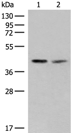 Anti-LRATD2 Rabbit Polyclonal Antibody