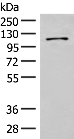 Anti-FANCB Rabbit Polyclonal Antibody