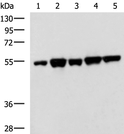 Anti-FKBP5 Rabbit Polyclonal Antibody