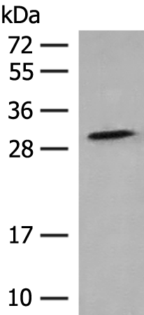 Anti-TACO1 Rabbit Polyclonal Antibody