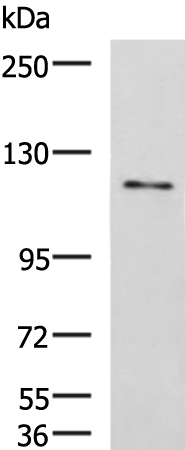 Anti-FNIP2 Rabbit Polyclonal Antibody