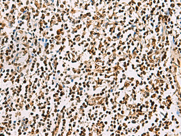Anti-FOXI1 Rabbit Polyclonal Antibody