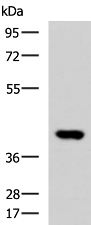 Anti-FOXI1 Rabbit Polyclonal Antibody