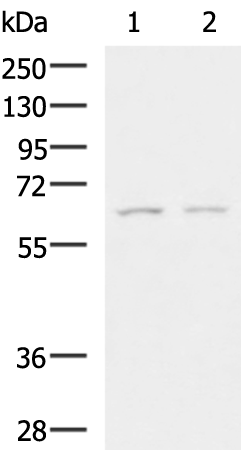 Anti-GAB4 Rabbit Polyclonal Antibody
