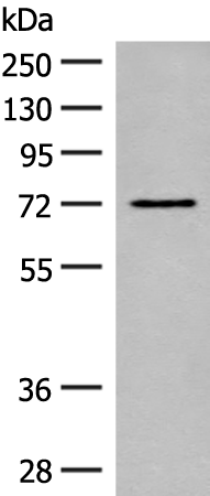 Anti-SLC6A11 Rabbit Polyclonal Antibody