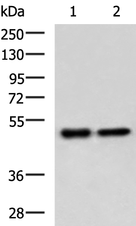 Anti-GABPB1 Rabbit Polyclonal Antibody