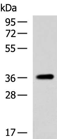Anti-GALR3 Rabbit Polyclonal Antibody