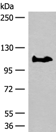 Anti-GARNL3 Rabbit Polyclonal Antibody