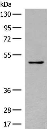 Anti-SERPINA9 Rabbit Polyclonal Antibody