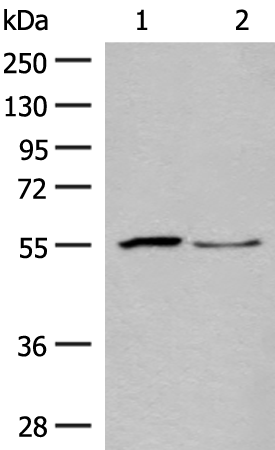 Anti-SLC2A8 Rabbit Polyclonal Antibody