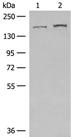 Anti-GOLGA3 Rabbit Polyclonal Antibody