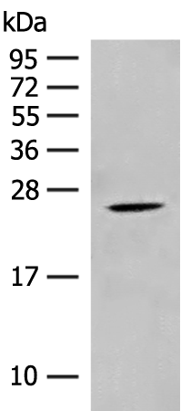 Anti-CHP1 Rabbit Polyclonal Antibody