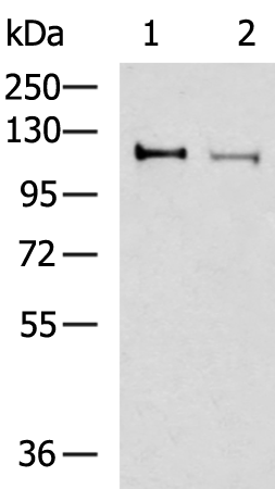 Anti-ARHGEF18 Rabbit Polyclonal Antibody