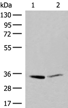 Anti-Lactate Dehydrogenase A Rabbit Polyclonal Antibody