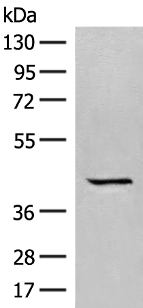 Anti-GPR62 Rabbit Polyclonal Antibody