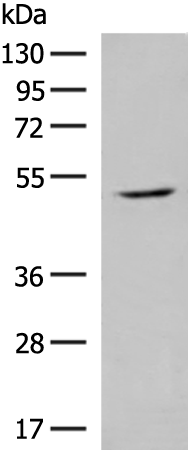 Anti-GPR142 Rabbit Polyclonal Antibody