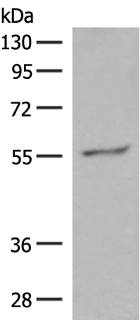 Anti-GPR161 Rabbit Polyclonal Antibody