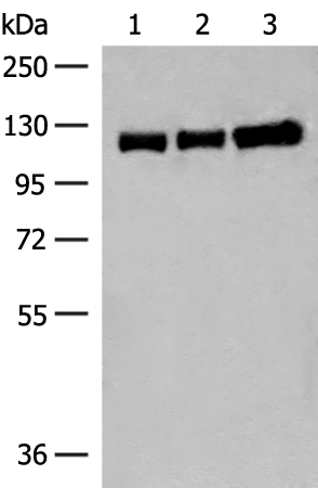 Anti-GRIK3 Rabbit Polyclonal Antibody