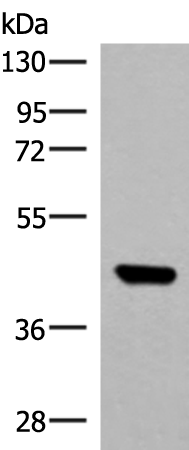 Anti-GTF3A Rabbit Polyclonal Antibody