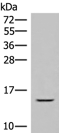 Anti-Guanylate Cyclase Activator 2A Rabbit Polyclonal Antibody