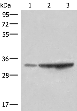 Anti-HADH Rabbit Polyclonal Antibody