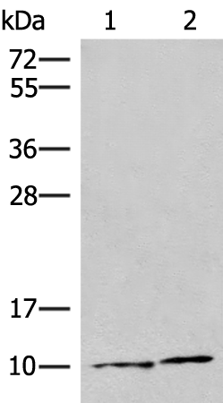 Anti-SNRPG Rabbit Polyclonal Antibody