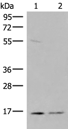Anti-PAIP2 Rabbit Polyclonal Antibody