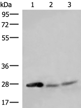 Anti-HELT Rabbit Polyclonal Antibody