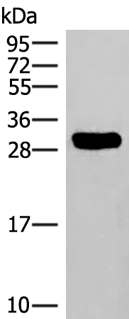 Anti-HLA DRB3 Rabbit Polyclonal Antibody