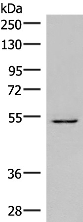 Anti-HNF 6 Rabbit Polyclonal Antibody