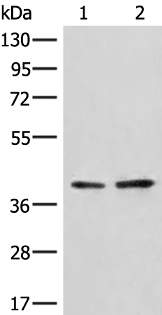 Anti-hnRNP A3 Rabbit Polyclonal Antibody