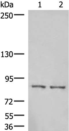 Anti-HOOK3 Rabbit Polyclonal Antibody