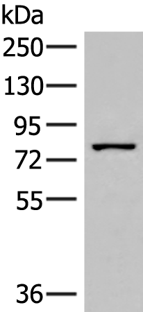 Anti-HPS6 Rabbit Polyclonal Antibody