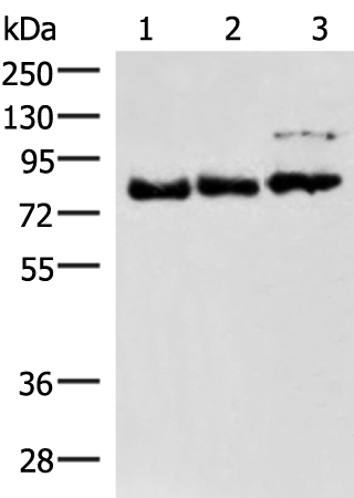 Anti-FOXK2 Rabbit Polyclonal Antibody